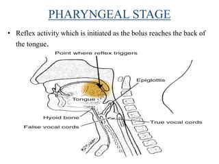 Physiology of deglutition | PPT