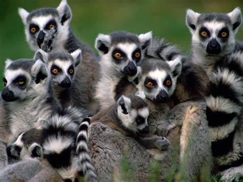 Madagascar Lemurs - Lemurs Wallpaper (24113851) - Fanpop