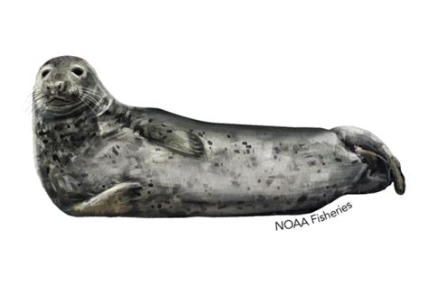 Harbor Seal | NOAA Fisheries