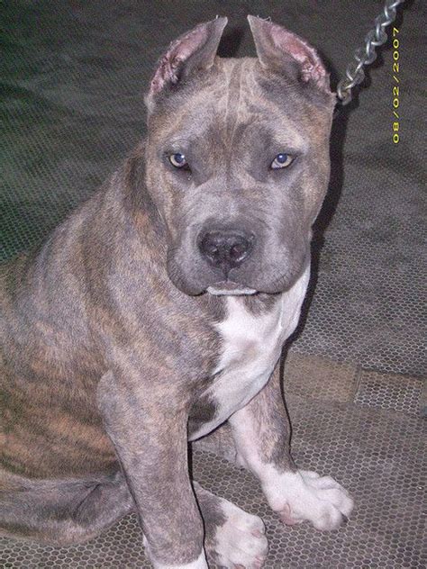 Best 25+ Blue brindle pitbull ideas on Pinterest | Blue pitbull, Brindle staffy and Blue staffy