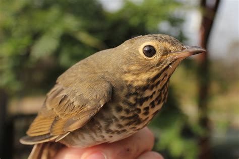 Thrush Comparison - PSU Fall Banding by Alex Lamoreaux | Nemesis Bird