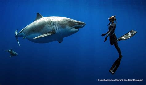 Ocean Ramsey Swims With Enormous Great White Shark in Hawaii