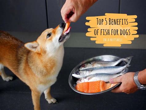 Top 5 Benefits of Fish for Dogs in a Nutshell | PledgeCare