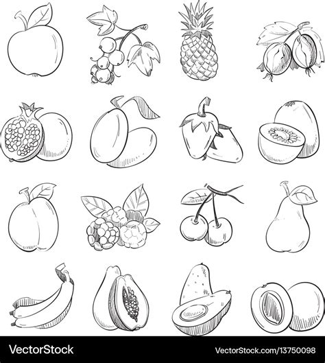 Hand drawing doodle fruits Royalty Free Vector Image