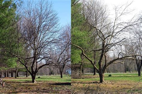 How to bring your old apple tree back to its former glory | Globalnews.ca