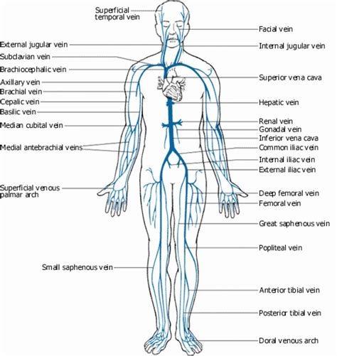 veins and arteries of the body diagram - Google Search | Arteries and veins, Body diagram ...