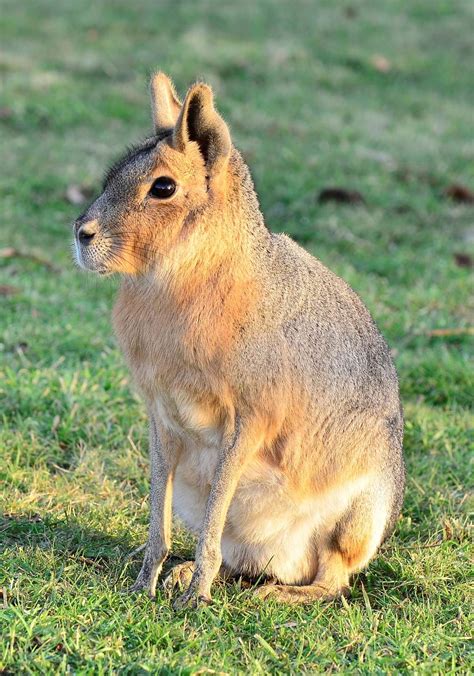 Mara at Yorkshire Wildlife Park