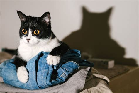 What Breed Is Your Tuxedo Cat? 8 Most Common Breeds