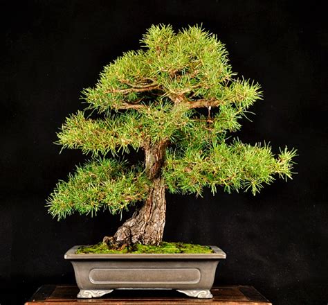 RAF Dwarf Scots Pine Bonsai Development – Valavanis Bonsai Blog