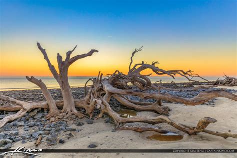 Driftwood Beach Jekyll Island Georgia | Royal Stock Photo