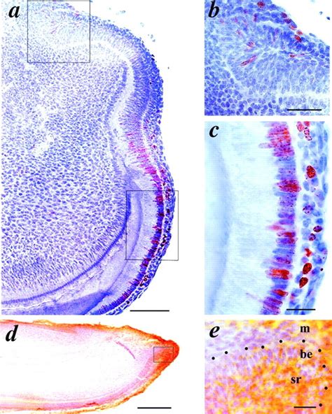 Localization of stem cells by BrdU pulse–chase analysis and by ...