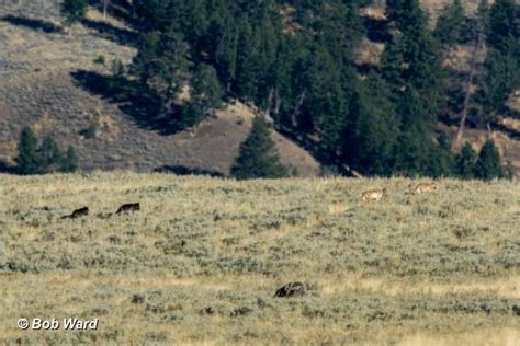 Yellowstone Wolf: Tracking the Packs