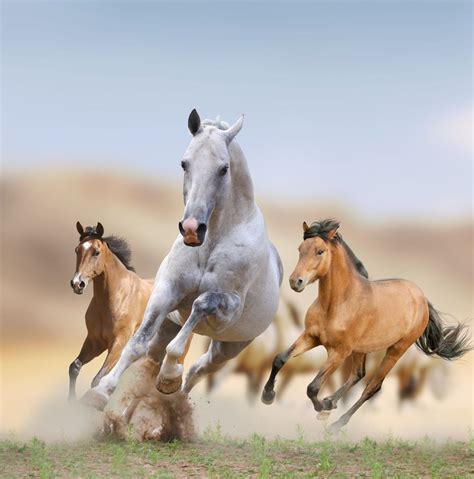 The wild mustangs that crossed the highway in front of us..galloping and playing. They were too ...