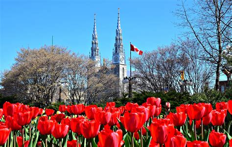 Tulip Festival, Ottawa Ottawa Tourism, Canada Tourism, Ottawa Travel, Photography Illustration ...