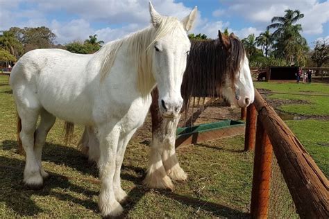 Swan Valley Cuddly Animal Farm - Buggybuddys the family guide to Perth