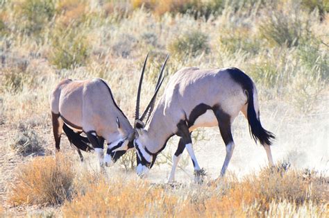 Gemsbok Gemsbuck Antelope - Free photo on Pixabay