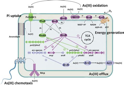 Frontiers | Microbial Oxidation of Arsenite: Regulation, Chemotaxis, Phosphate Metabolism and ...