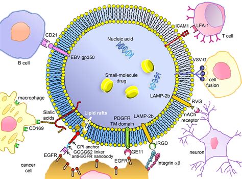 Exosomes – Therapy delivery tools and biomarkers of diseases | Exosome RNA