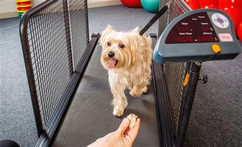 How To Exercise A Terrier