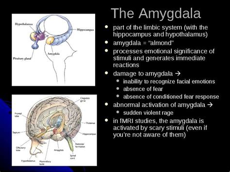 brain damage symptoms Brain symptoms signs damage injury san accidents ...