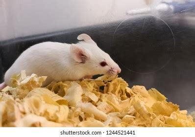 19 Balb C Mice Bilder, Stockfotos und Vektorgrafiken | Shutterstock