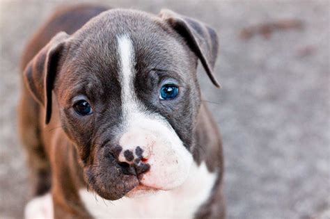 🔥 [46+] Cute Pitbull Wallpapers | WallpaperSafari