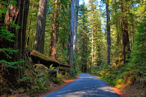 Humboldt Redwoods State Park in Weott, California - Kid-friendly Attractions | Trekaroo