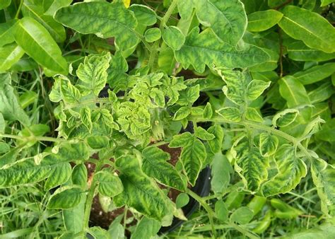 Yellow Tomato Leaf Curl: Causes and Cures for Curling Leaves - Dengarden