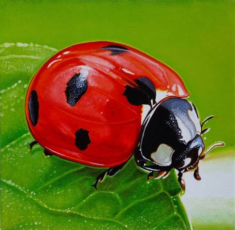 LADYBUG I Painting by Matteo Germano | Saatchi Art