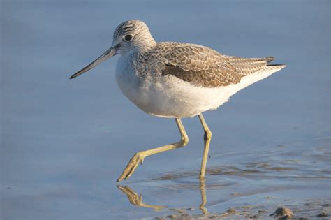 Greenshank - Bird Aware Solent