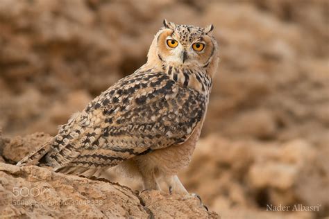 Photograph Pharaoh Eagle Owl by Nader A. Albasri on 500px