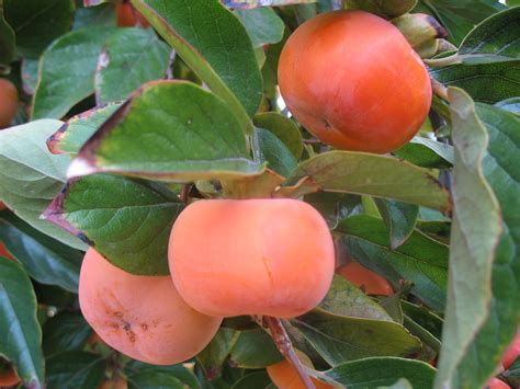 In Praise of Persimmons | Fuyu persimmon tree, Persimmon, Tree seedlings