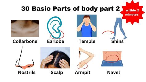 30 Basic Parts Of Body part 2 | Daily use English | Listen And Practice ...