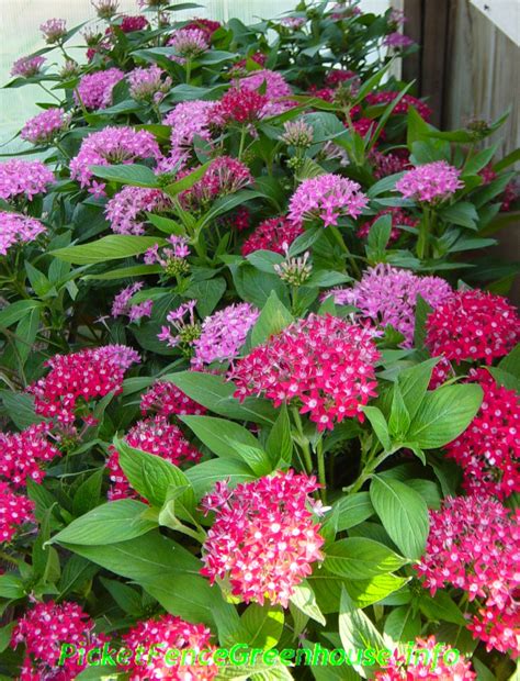 Pentas, the butterfly and hummingbird flower sun loving