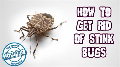 How to Get Rid of Stink Bugs - YouTube