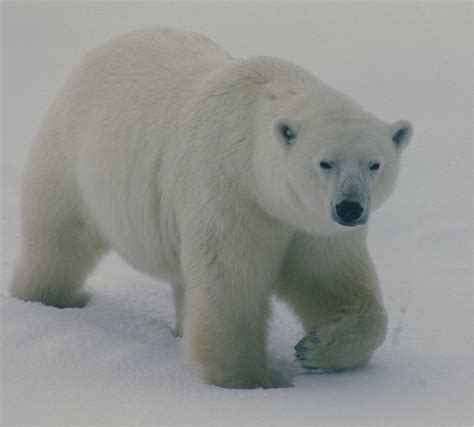 Attēls:Polar bear walking.jpg — Vikipēdija