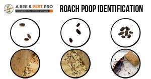 Cockroach Poop Identification | Chart - A BEE & PEST PRO