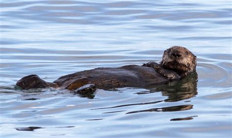 Sea Otters at the Monterey Bay Aquarium