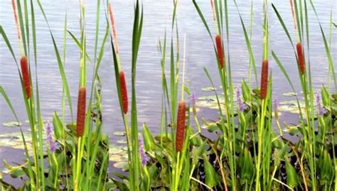 3 Types of Aquatic Plants to Watch for This Spring - Kasco Marine