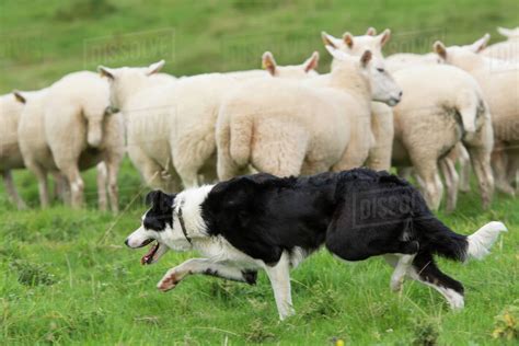 Border Collie sheepdog working a flock of sheep; Cumbria, England - Stock Photo - Dissolve