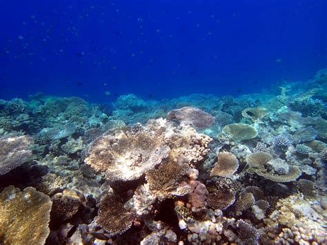 Gambar : laut, lautan, bawah air, batu karang, habitat, Maladewa, lingkungan alami, biologi ...