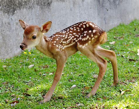 10 adorable animals to brighten up your weekend