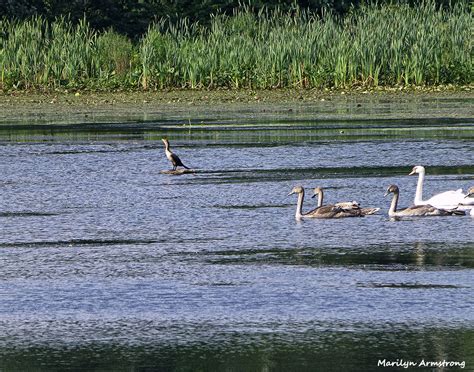 FISH-EATING BIRDS – BUT IS IT SUSHI? – SERENDIPITY: SEEKING INTELLIGENT ...