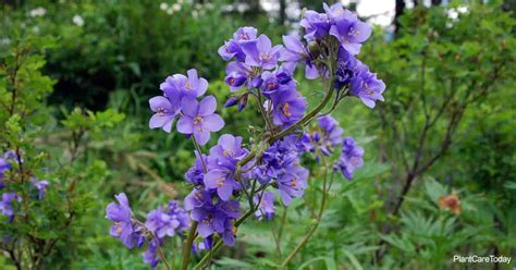 Jacobs Ladder Plant Plant Care: How To Grow Polemonium Caeruleum