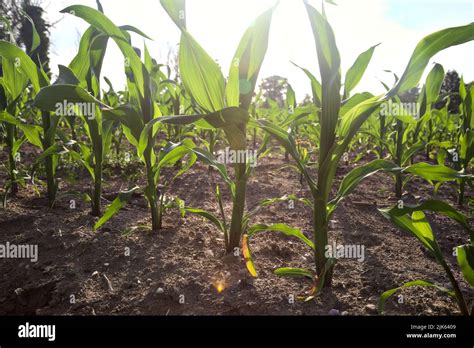 Corn plants at early stage of growth in a field at sunset seen up close ...