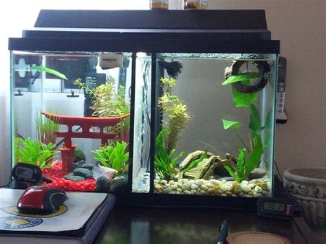 New Split Betta Tank - 144150 | Betta tank, Betta fish tank, Cool fish tanks