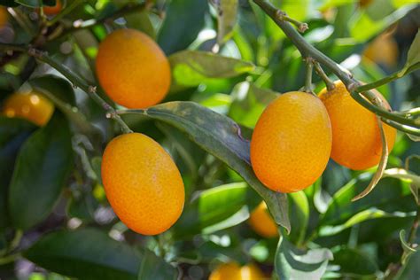 How to Grow Kumquats