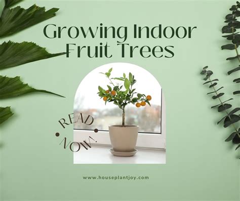 Growing Indoor Fruit Trees - HouseplantJoy.com