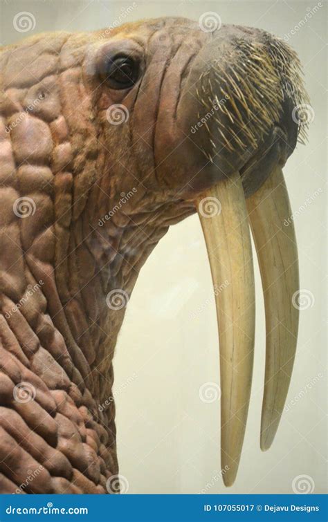 Walrus with Long Tusks stock image. Image of atlantic - 107055017