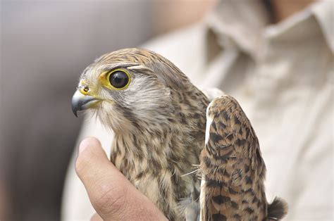 C-VILLE Weekly | Life saver: The Wildlife Center of Virginia provides ...